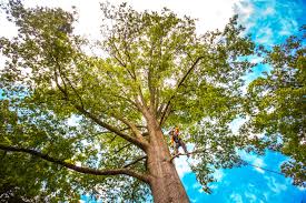 Professional Tree Removal Services in Leona Valley, CA