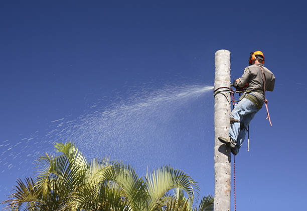 How Our Tree Care Process Works  in  Leona Valley, CA